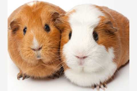 What Type Of Guinea Pig Are You