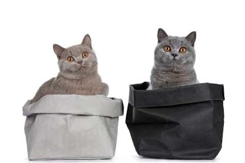 What Kind Of Cat Breed Are You