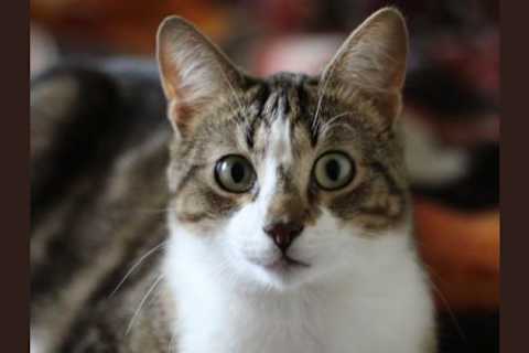 Quiz What Kind Of Cat Do You Have