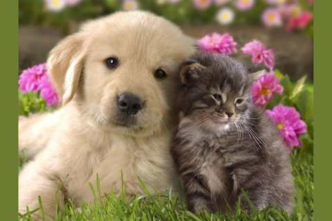 Is Your Spirit Animal A Cat Or A Dog