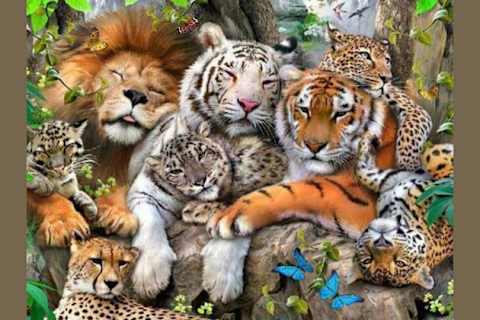 What Big Cat Are You