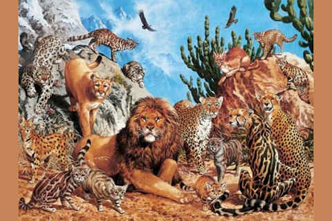 What Type Of Big Cat Are You