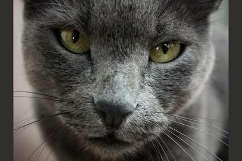 What Cat Breed Are You