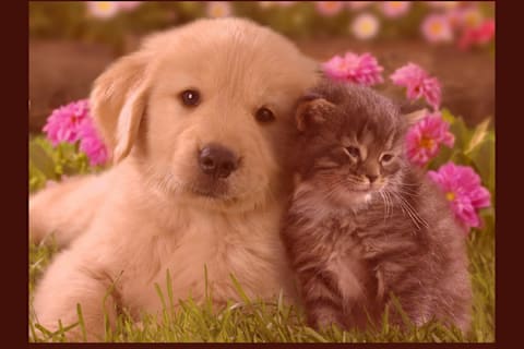 Are You A Cat Person Or A Dog Person