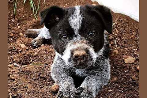 Quelle Race De Chien Te Ressemble