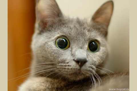What Cat Breed Are You