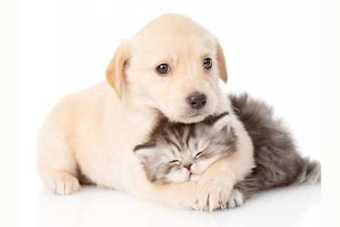 Are You A Cat Person Or A Dog Person