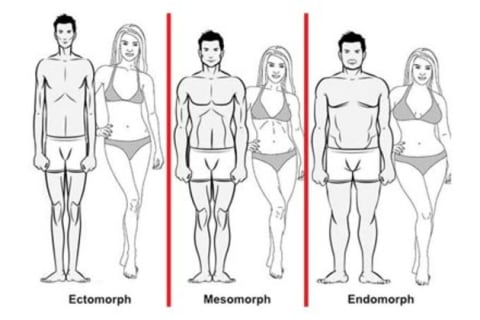 endomorph metabolic confusion