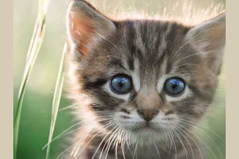 What Should Your Cat Name Be Based On Color And What It Represents