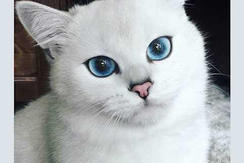 What Would You Look Like As An Animal