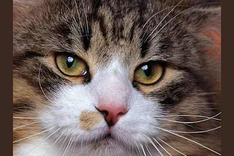 Which Breed Of Cat Are You