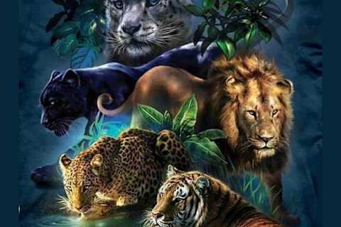 What Big Cat Are You