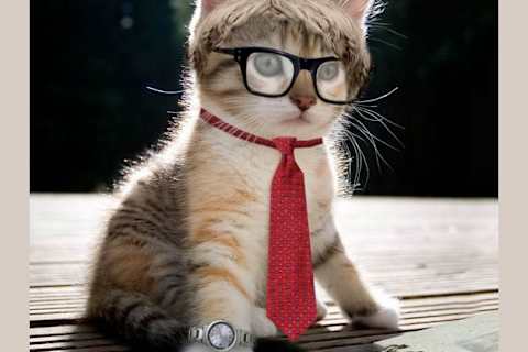What Is Your Ideal Cat Breed