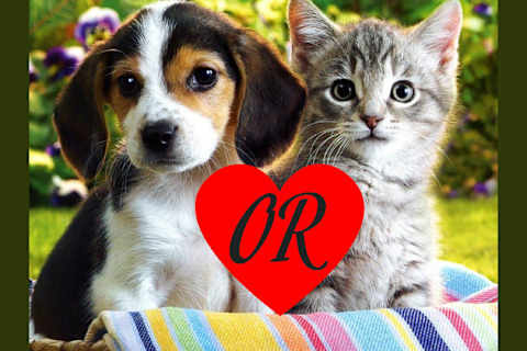 Are You A Cat Or Dog Person