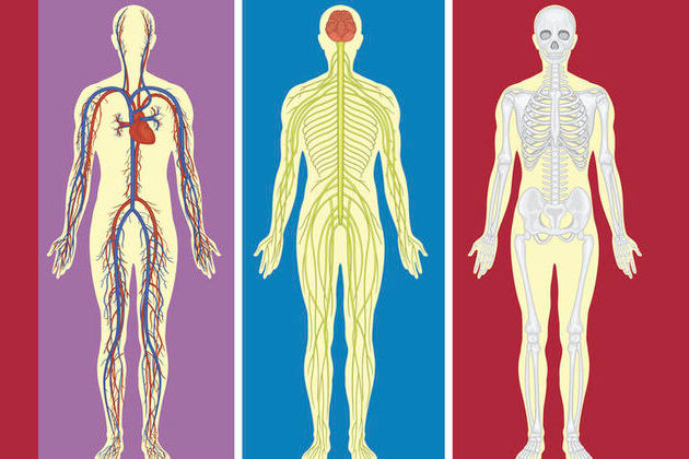 Тест на знание анатомии человека. Риск анатомических знаний. Новые анатомические знания.