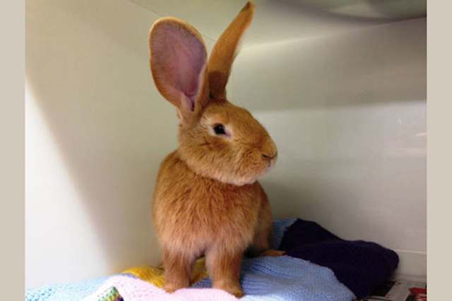 Imagine how many carrots that bunny can eat!