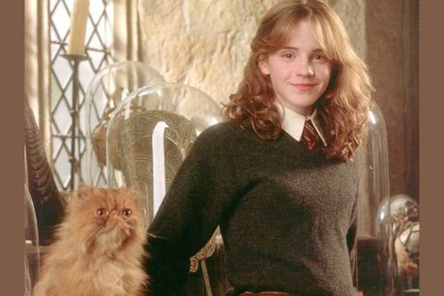 Кот гермионы