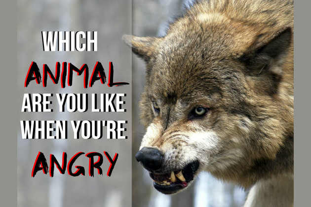what animal are you like when youre angry if you were an animal what would you be