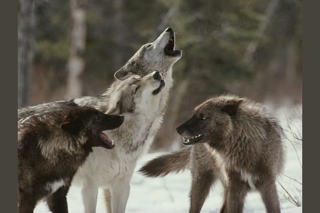 Which Position would you be in a Wolf Pack?