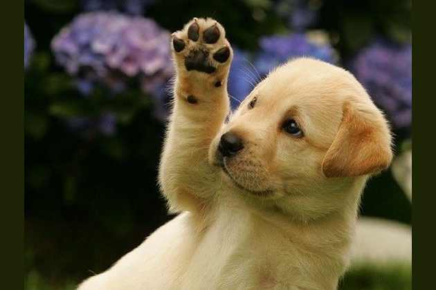 What Cute Baby Animal Are You