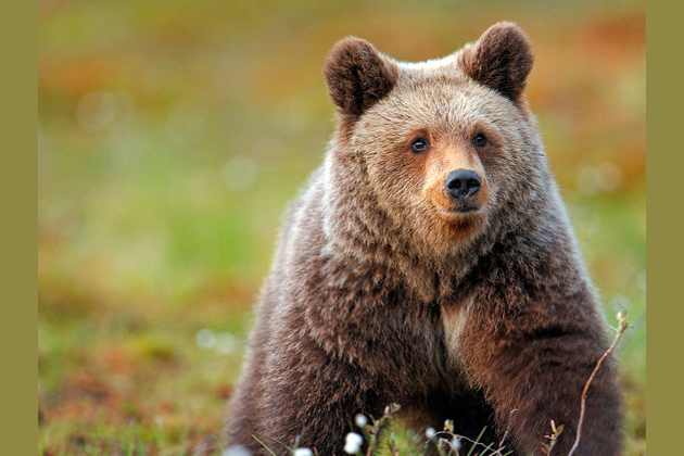 what is your animal