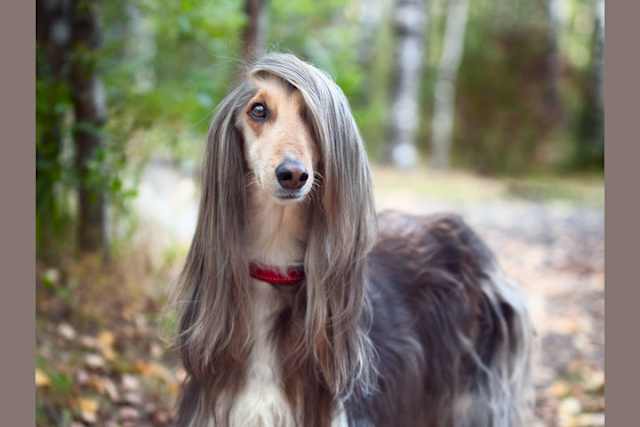 Can You Name All The Dog Breeds