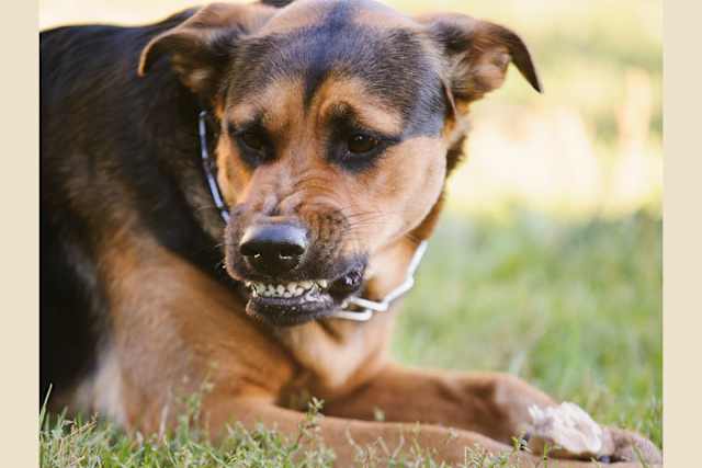 How Well Do You Understand Dog Body Language