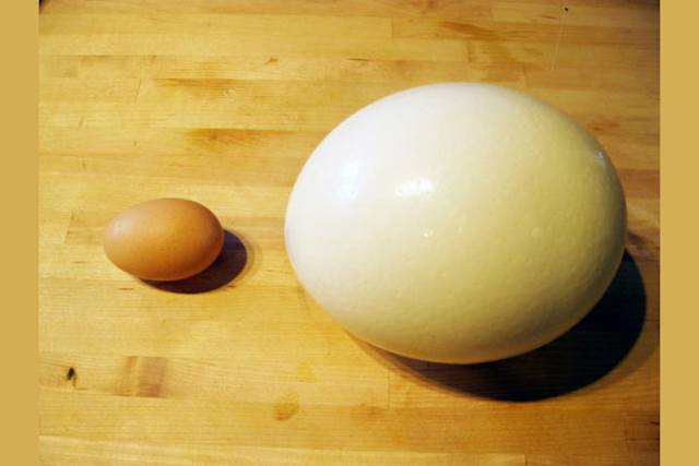 an ostrich egg is equivalent to    chicken eggs.