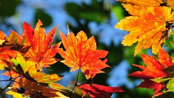 Here to make the transition from summer to winter, autumn is back in full swing! If you were a leaf: What wonderful autumn color would you be?