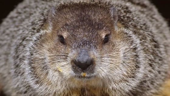 Groundhog Day is quickly approaching, so it's time to test how much you know about the history and tradition of the fun holiday!