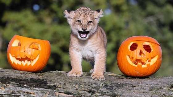 Temperatures are cooling and guess what, everyone. It's pumpkin season!