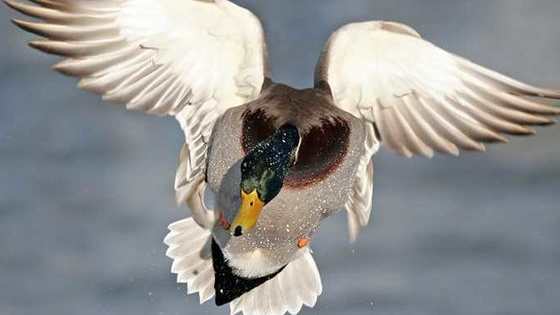 How many waterfowl species can you ID?