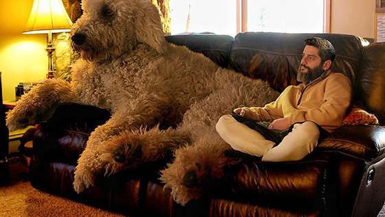 When photographer Christopher Cline moved from Virginia to Minnesota, he was feeling homesick and “sliding into a sad place in life.” But then his girlfriend brought him Juji. Though the photographer wasn’t keen on getting a dog at first, the adorable Goldendoodle not only...