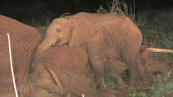 A mothers love transcends species; be prepared to pull out the tissues