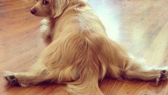 Here's a fun little quiz to test your knowledge of dog terminology. A sploot occurs when a dog lays belly down with his back legs out to the side.  Frap stands for Frequent random acts of play, and a derp is, well, a derp!