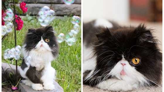 SpaghettiO lost an eye at a young age in a horrific accident, but she's not letting that hold her back! She's a pirate cat!