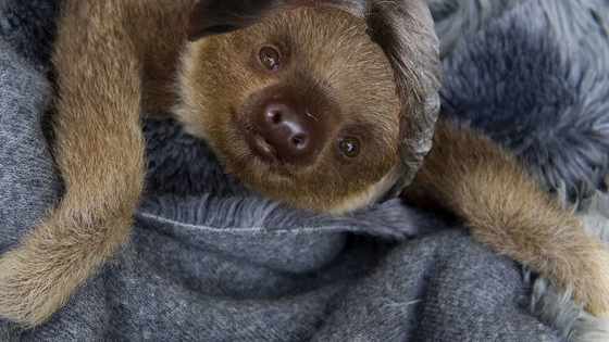 Do you love America AND adorable animals? PROVE IT.