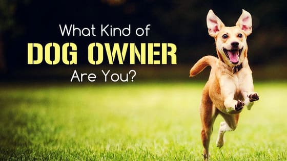 Have you ever wondered if you were a "good enough" dog trainer? Well the truth is, there is really no "right" or "wrong" way to train your dog! However, the way you treat and handle your dog reflects upon you as a person. Check out right now what kind of dog owner you are, and what your strengths and weaknesses are in the dog world!