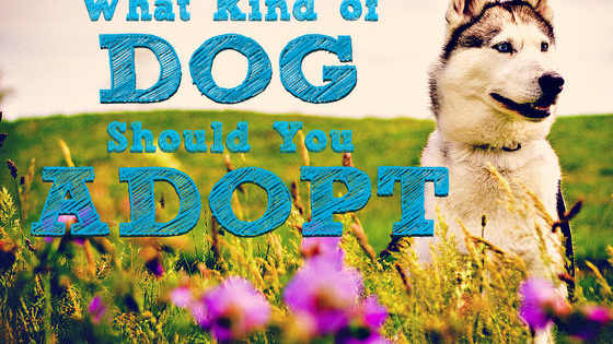 Have you been looking for a dog lately? Have you considered which breed is right for you? There are so many questions to consider, like health, exercise, socialization, nutrition, and more. Adopting a dog is like having another child; it can be hard work! But in the end, a dog is the most rewarding companion you can ever have! So which dog breed should you adopt?