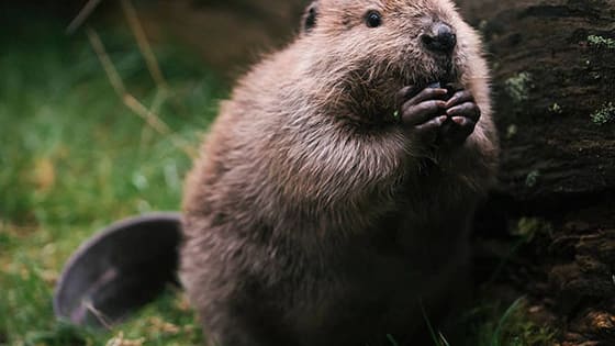 Yes, it's a real thing. Beavers are adorable! 
