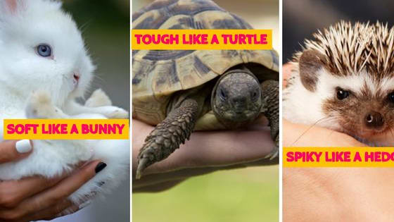 Are you soft like a bunny or tough like a turtle?