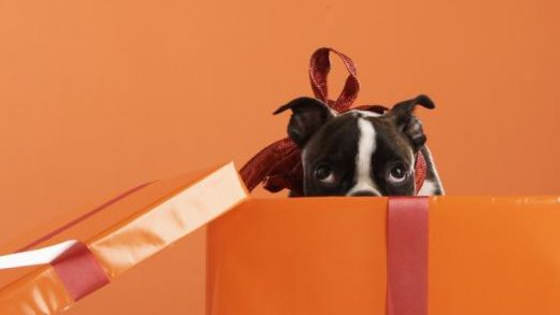 Dicen que los perros son semejantes a tus dueños, así que necesitas saber cuál es la raza perfecta para ti. Escoge el rasgo que mejor te defina y descubre a tu compañero ideal.
