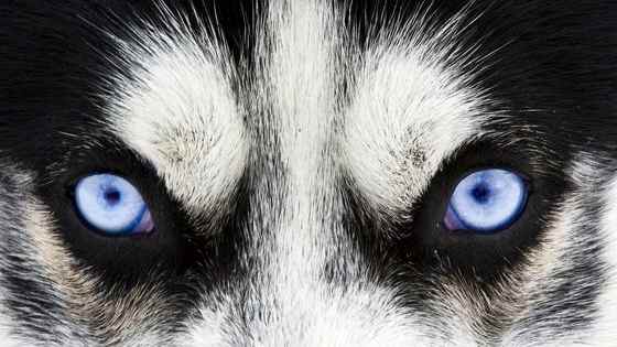 Trust your animal instincts and find your place in the animal kingdom! 