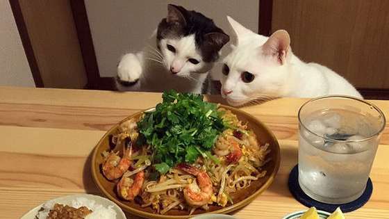 And you thought only dogs begged at the dinner table.