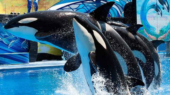Animal rights protests erupted around the country following the release of Blackfish, a documentary exposing the controversy behind Orca whale captivity, and shows. Following this backlash, the CEO of SeaWorld recently announced that the San Diego park will phase out all shows featuring the killer whales. 