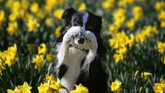 Despertar los talentos de tu mascota  ayuda a nutrir la relación entre ambos. ¡Empieza ahora!