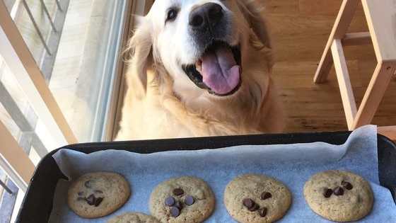And it doesn't hurt that he's so darn cute! 