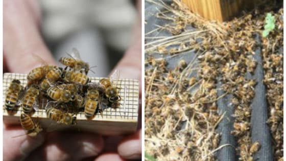 Millions of bees died when a plane aerially sprayed for Zika virus over Dorchester County without warning local beekeepers. Do you think an apology is enough?
