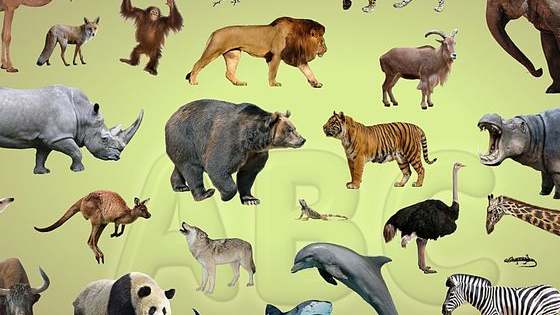 Tiger, gator, elephant, wolf, giraffe, parrot, or sea turtle. See witch one should be yours!