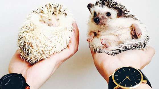 These hedgehogs express way more and any emoji could. 